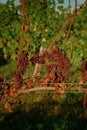 Vertical Sunlit Dried Grape Cluster with Green Vineyard Background Royalty Free Stock Photo