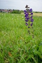 Vertical view of a white sage flower standing in a green meadow Royalty Free Stock Photo
