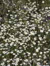 Spain. Vertical view of wild chamomile and viper`s bugloss or blueweed in a mountain meadow. Royalty Free Stock Photo