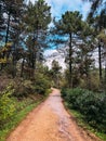 Vertical view of a winding dirt trail through a green pine forest Royalty Free Stock Photo