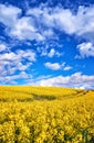 Vertical view of a yellow rapeseed field under a blue sky with white clouds Royalty Free Stock Photo