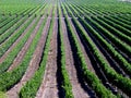 Vertical Vineyards