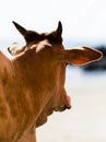 Vertical vivid indian holy cow bokeh Royalty Free Stock Photo