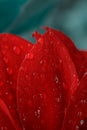 Vertical vivid macro photo with wet red delicate petal with water dewdrops. Floral
