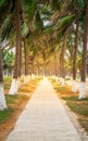 Vertical walk way view along many coconut trees and dramatic light on Haikou beachside Hainan China