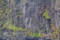 Vertical wall of a cliff with moss in the coastal walk route from Doolin to the Cliffs of Moher Royalty Free Stock Photo