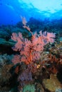 Vertical wall off Bunalen island