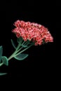 A branch of small pink flowers on a black background