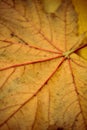 Autumn Yellow Maple Leaf Texture