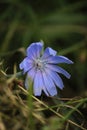 blue calamus flower on green grass