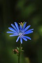 Blue wild calamus flower on a green background