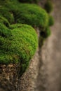 Bright green moss on the rocks
