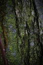 Contrasting dark texture of old wood overgrown with moss Royalty Free Stock Photo