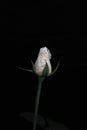 Delicate white rosebud flower on a black background Royalty Free Stock Photo