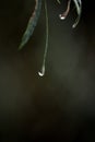 Raindrop on green leaf in autumn