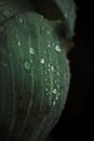 Raindrops on green cabbage leaves in fall Royalty Free Stock Photo