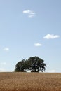 Vertical of wheat field with oak trees Royalty Free Stock Photo