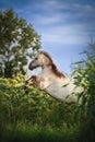 Vertical of a white horse in a field of sunflowers Royalty Free Stock Photo