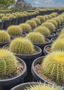 Vertical White puffy clouds Large gymnocalycium catuses in a pail type black pots