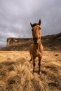 A vertical wide angle close up of a horse in nature Royalty Free Stock Photo