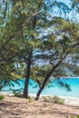 VERTICAL wild beauty shot foliage trees on shore, pure blue azure tropical paradise sea, sun shine sky. Tourism