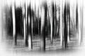 Vertical wild forest tree trunks Royalty Free Stock Photo