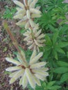 vertical wild plant in central Russia