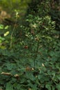 vertical wild red berries on green background with cobwebs