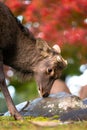 Vertical wildlife closeup of wild deer buck smelling a rock, autumn fall foliage Royalty Free Stock Photo