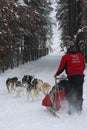 Vertical winter dogsledding image in Winter Park, Colorado.
