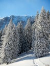 Vertical winter landscape from Bucegi Mountains, Romania Royalty Free Stock Photo