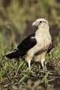 Vertical of a Yellow-headed Caracara, Milvago chimachima, on the ground