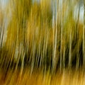 Vertical yellow and orang blurr from aspen trees in the fall