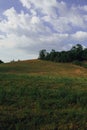 Vertical of yellowing grass cloudy sky sunlight background Royalty Free Stock Photo