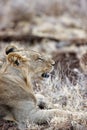 Vertical of a young male lion resting in Lewa conservancy in Kenya. Royalty Free Stock Photo