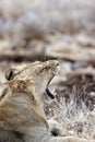 Vertical of a young male lion yawning in Lewa conservancy in Kenya. Royalty Free Stock Photo