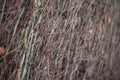 Vertically arranged branches of bushes with fallen leaves. Texture trimmed trees and bushes in the autumn-winter period. Royalty Free Stock Photo