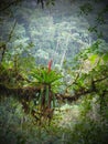 Vertically exposed bromeliad growing on host branch surrounded b