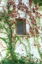 Vertically Landscaped / Gardened wall with window