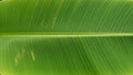 Vertically. The leaf surface displays parallel veins emanating from the Royalty Free Stock Photo