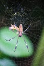 Vertically shot Golden Orb Spider spinning a web