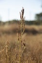 Verticalselective focus closeup of the dry leaves and flowers in the meadow