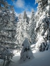 Verticalwinter landscape from Bucegi Mountains, Romani Royalty Free Stock Photo