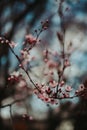 Verticashot of cherry blossoms on the tree branches Royalty Free Stock Photo