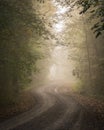 Verticl shot of a pathway leading through a foggy forest Royalty Free Stock Photo