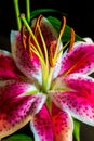 Verticle Pink and Purple Tiger Lilly close up focused on Pollen Royalty Free Stock Photo