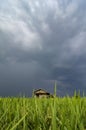 Vertocal shot of abandon wooden house surrounded by green paddy