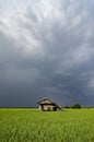 Vertocal shot of abandon wooden house surrounded by green paddy