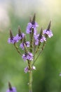 Vervain Flower