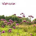 Vervain